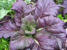 Red Giant Mustard Seeds, Brassica juncea, NON-GMO, Garden Growing,  picture