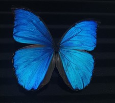 Morpho didius - Blue butterflies Closed wings A1 (30 Specimens with closed wings picture
