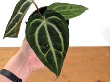 Anthurium Carlablackiae picture