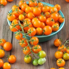 Sungold Tomato Seeds / Sun Gold Tomato Seeds (F1) | Non-GMO |  1030 picture