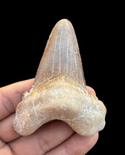 HUGE 3.3'' Auriculatus Sokolovi shark tooth, Dinosaur tooth from Morocco, Meg picture