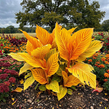 20 Yellow caladium Beautiful rare seeds for your garden or yard colorful flowers picture