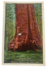 Vintage 1920s Postcard ~ Grizzly Giant Mariposa Grove of Big Trees ~ California picture