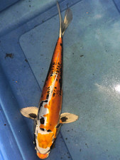11' inch Beni Kikokuryu metallic Doitsu koi fish for sale  picture