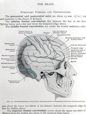 Antique, Applied Anatomy, 1918, Davis, 5th. Ed., 600+ Illustrations, Good+ Cond. picture