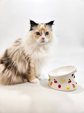 Cat Taps Artisan Series ~ Raised & Tilted Ceramic Cat Food Dish ~ Mini Fruits picture