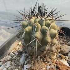 1pcs Copiapoa columna-alba WYSIWYG Garden Self Rooted#. picture