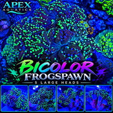 🔥🟢🟣 WYSIWYG 5 LARGE HEAD BICOLOR FROGSPAWN 🟣🟢🔥 picture