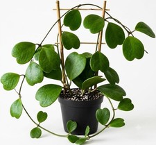 Hoya Kerrii Sweetheart Live Plant - Partial Shade, Succulent, USDA Zone 10 picture
