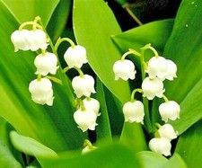 15 LILY OF THE VALLEY SEEDS - Convallaria majalis picture
