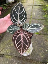 Anthurium Purple Tiger Rare Beautiful Aroid Plant picture