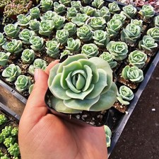 Graptoveria Lovely Rose | 2in pot |  picture