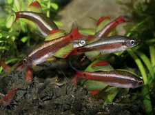 Group Of 6 Long Fins White Cloud Minnows Healthy And Colorful Live Fish picture