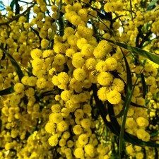 SPECIAL Discount 50+ Acacia species Seed Sample Pack - Australian Legume picture