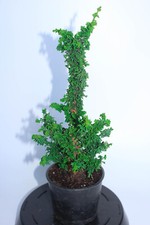 Dwarf Japanese Hinoki Cypress 'Chirimen'/  sekka picture