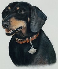 Nantucket Animal Portrait Artist Jocelyn Sandor Urban. Portrait Of Dachshund Dog picture
