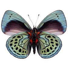 Asterope leprieuri VERSO blue red black butterfly Peru unmounted wings closed picture