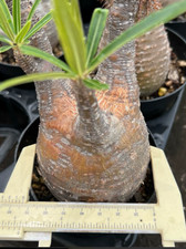 RareSucculent Plant Pachypodium rosulatum subsp. gracilius7.3cm picture