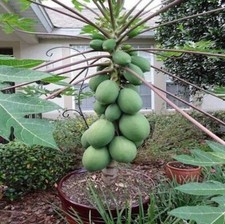 25 Original Solo Sunset Papaya Seeds  Fruits at Few Feet Tall In 9 Months picture