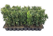 Green Mountain Boxwood - Live Plants - Buxus - Fast Growing Cold Hardy Formal... picture