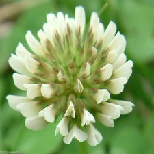SeedRanch White Dutch Clover Seed: Nitro-Coated & Inoculated 10 Lbs. picture