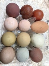 Rainbow hatching eggs Chicken variety. 24 Eggs. Shipping Now picture