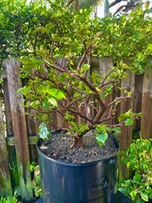 Bonsai Style Pre-bonsai Fuchsia   Bougainvillea Tree 10 years picture