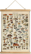 Vintage Mushroom Poster with Wooden Frame - Classic Botanical Print with Variety picture