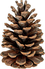 Natural Pine Cones – Set of 15 Small 3