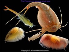 Premium Desert Lake Bed Substrate with Live Aquatic Invertebrate Eggs - Joshua T picture