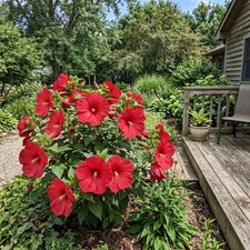 100 Hardy Red Hibiscus Seeds Nature Inspired Landscape - Non-GMO Heirloom picture