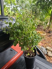 Large Snowbush 19 - 21 