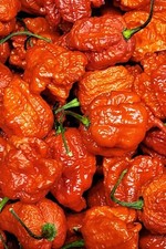 Dragons Breath Pepper 10 Seeds VERY HOT  2.48 million Scoville.   picture