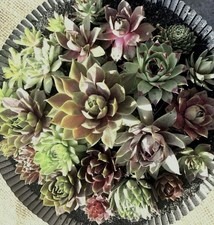 8 Beautiful Baby Sempervivum 8 Varieties  of Healthy Hens & Chicks +/- 1 in size picture