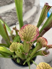 Sarracenia Oreophila X Leucophylla - Large Size 3 Growth Points Lovely Color picture