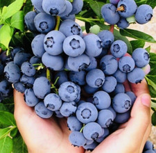 SWEET BLUEBERRY FRUIT SEEDS NON GMO FRESH HARVEST  picture