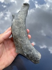 Prehistoric Fossil Rib Bone - Manatee Or Dugong Rib Bone picture