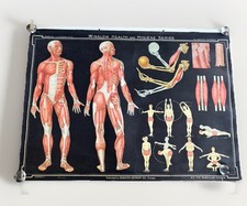 Vintage Denoyer Geppert Winslow Health Hygiene School Wall Chart MUSCULAR SYSTEM picture