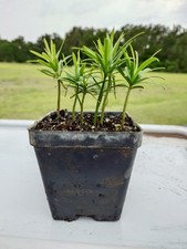 Podocarpus Seedling, 5-10 Seedlings Per Pot, 2 Inches Tall picture