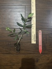 Leccino Olive Tree (Olea europaea) 1 Live TC Plant/Plug –4-8 inches - Edible picture