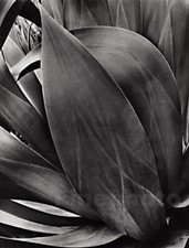 1932 Vintage BRETT WESTON Agave Plant Botanical Abstract Photo Gravure Art 16x20 picture