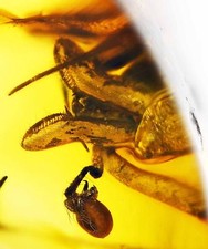 Rare Archaeidae (Assassin Spider), Fossil Inclusion in Baltic Amber picture