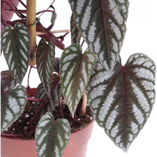 Rex Begonia Vine-Live Starter Plant in a 2 Inch Pot-Cissus Discolor-Extremely Ra picture