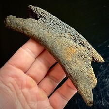 Fossilized Whale Rib Bone 4.96