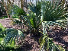 Sabal tamaulipensis (Tamaulipas) Seeds  Almost NEVER Offered  Cold Hardy picture
