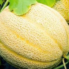 Hales Best Jumbo Cantaloupe Seeds | NON-GMO Cantaloupe Seeds |  Heirloom Seeds picture