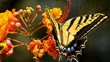 Pride Of Barbados Mexican Red Bird Peacock seeds Dwarf Poinciana Spanish Orange picture