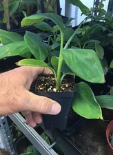 Tall Namwah aka Pisang Awak - VERY COLD HARDY - Live Banana Plant picture