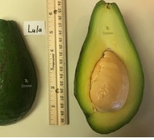 Lula Grafted Avocado Tree 2-4 Ft Tall Cold Hardy. Ship To CA&PR. Actual Pics picture