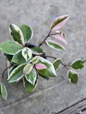 Hoya Carnosa ‘Flamingo Dream Purple Pride picture